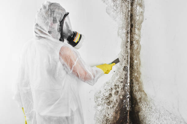 Best Toxic Mold Removal  in Upper Arlington, OH