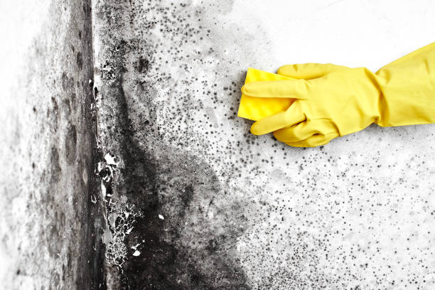 Best Residential Mold Removal  in Upper Arlington, OH