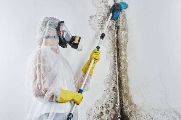 Best Certified Mold Removal  in Upper Arlington, OH