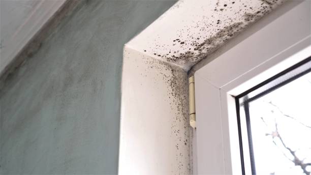 Best Local Mold Removal Service  in Upper Arlington, OH