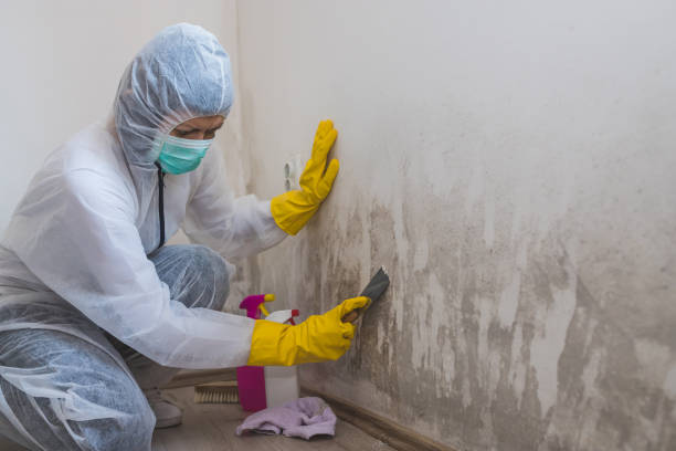 Best Professional Mold Removal  in Upper Arlington, OH