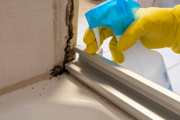 Best Mold Removal Near Me  in Upper Arlington, OH