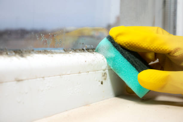 Best Mold Damage Repair  in Upper Arlington, OH