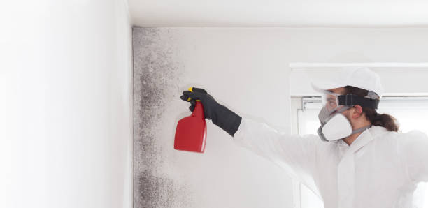 Home Mold Removal in Upper Arlington, OH