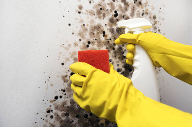 Best Mold Removal and Inspection  in Upper Arlington, OH