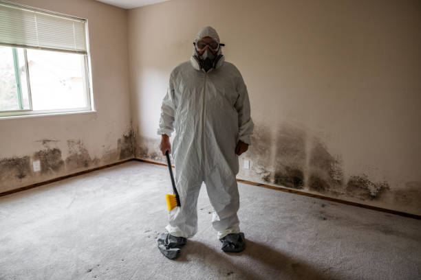 Best Black Mold Removal  in Upper Arlington, OH