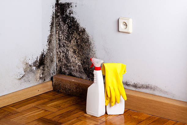 Best Best Mold Removal Companies  in Upper Arlington, OH