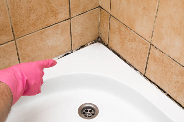 Best Home Mold Removal  in Upper Arlington, OH